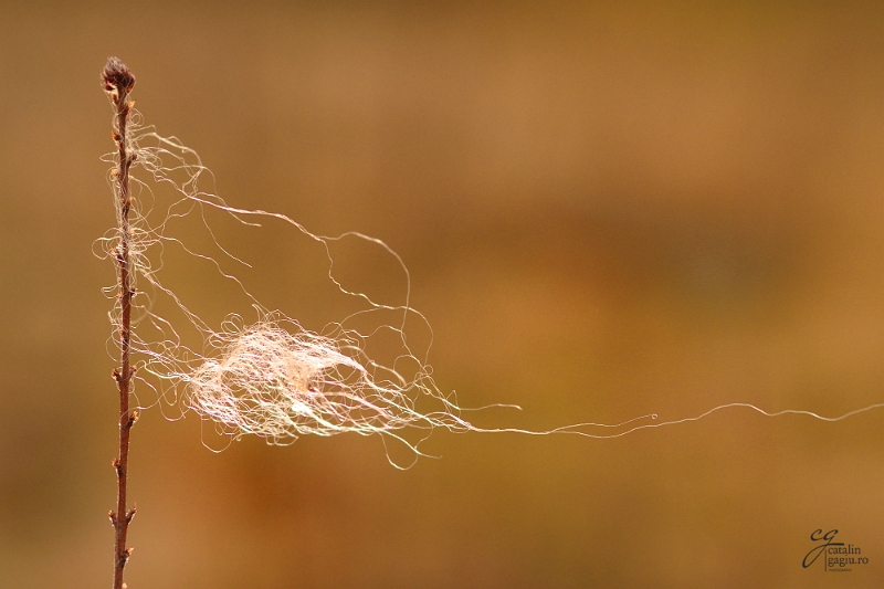 Cătălin Gagiu - Start.jpg